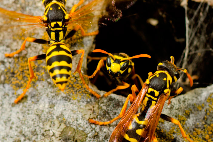 Prevenció i control de vespes