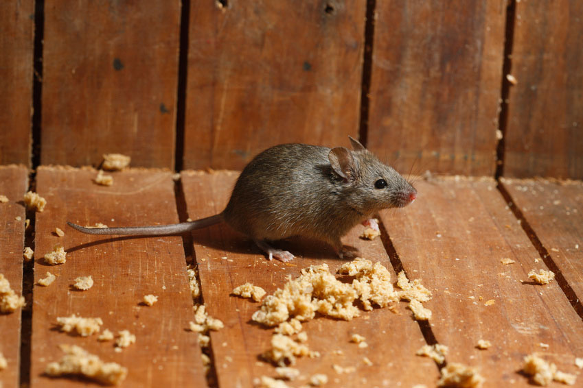 Desratització i eliminació de rates