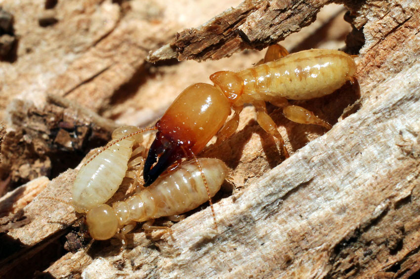 Eliminació de termites i tractament de fusta
